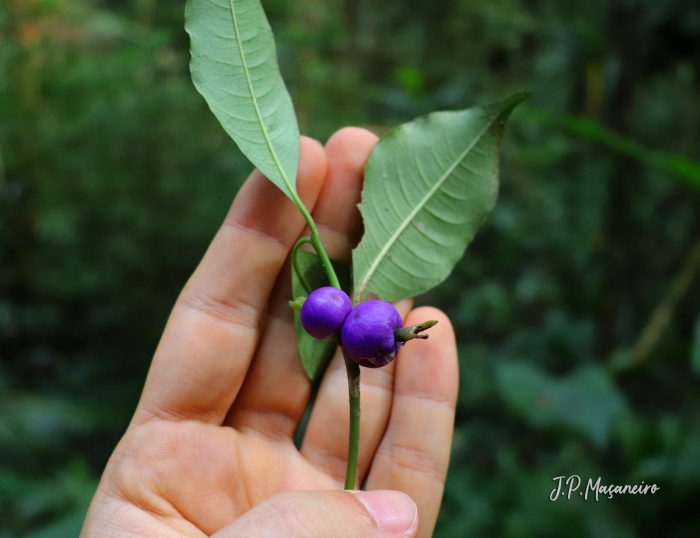 Psychotria suterella