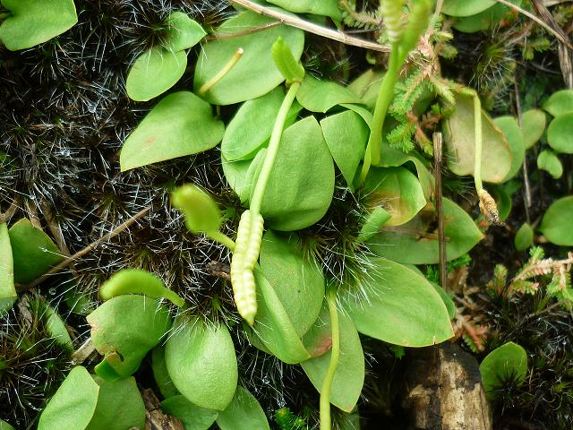 Ophioglossum nudicaule