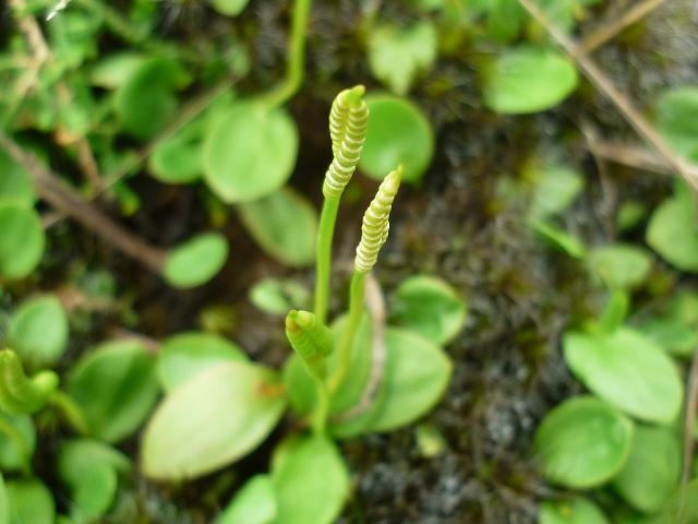 Ophioglossum nudicaule