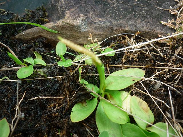 Ophioglossum nudicaule