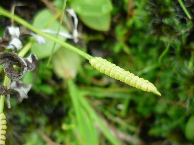 Ophioglossum nudicaule