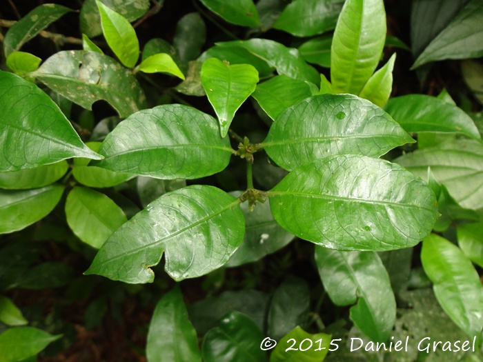 Psychotria suterella