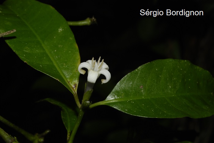 Psychotria suterella