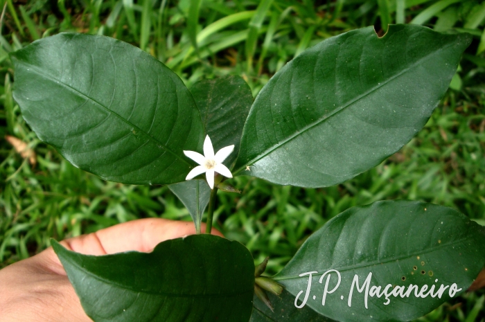 Psychotria suterella