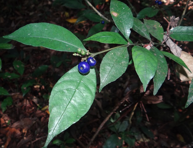 Psychotria suterella