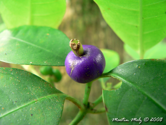 Psychotria suterella