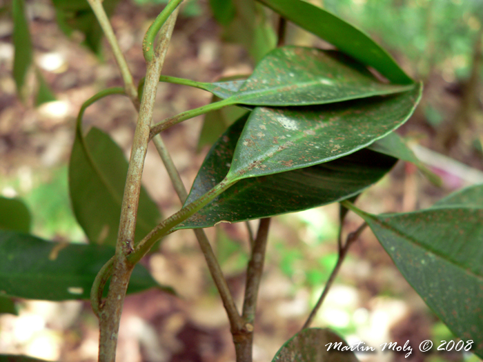 Chrysophyllum viride