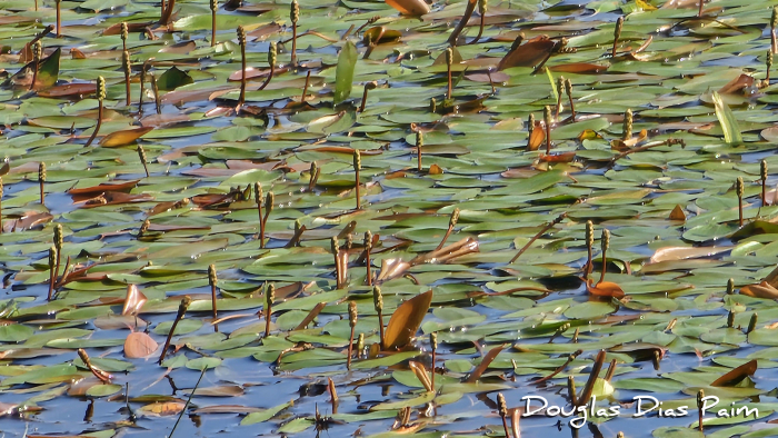 Potamogeton spirilliformis