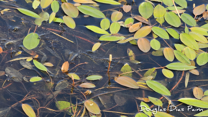 Potamogeton spirilliformis