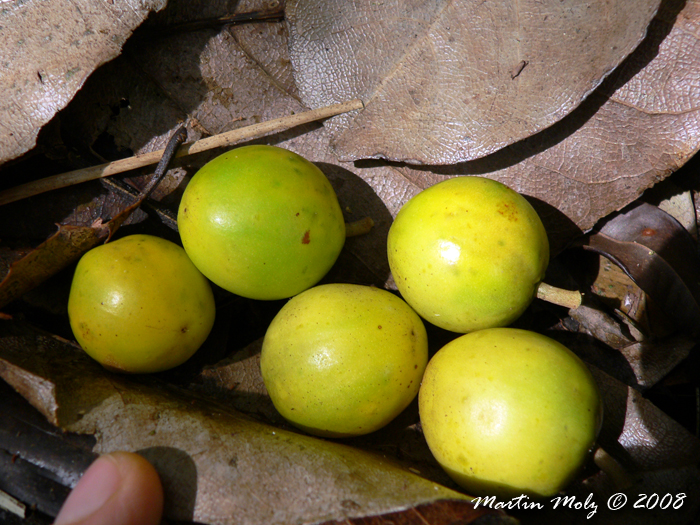 Chrysophyllum viride