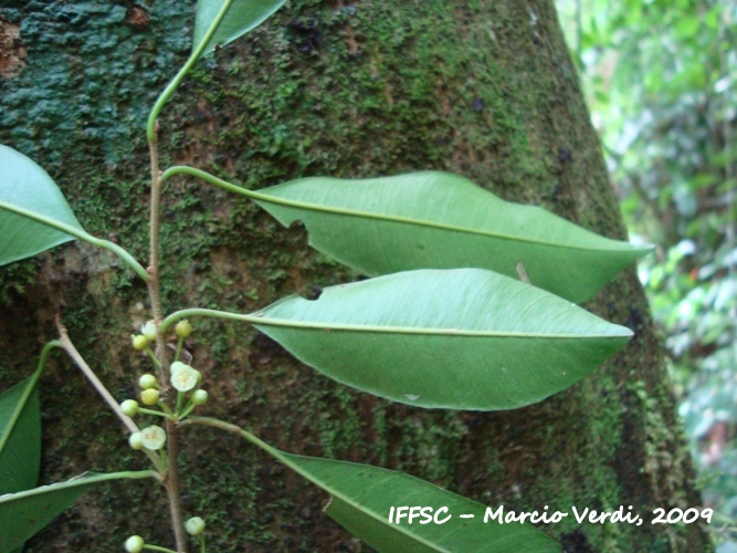 Chrysophyllum viride