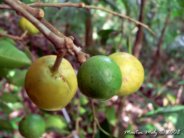 Chrysophyllum viride