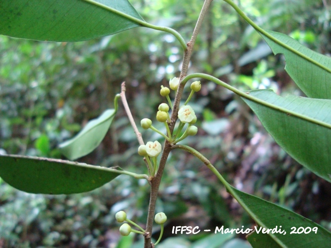 Chrysophyllum viride