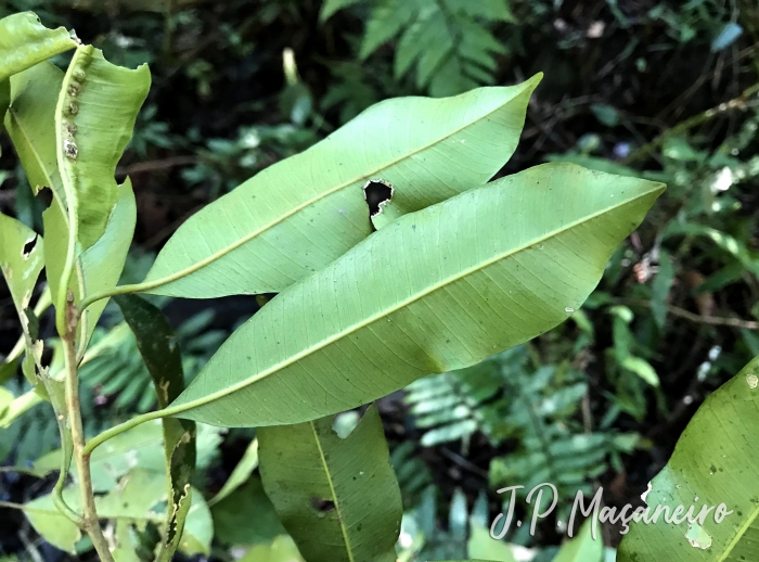 Chrysophyllum viride