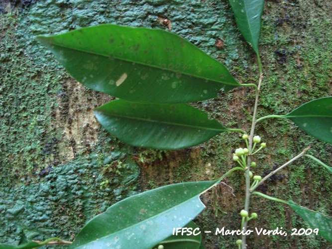 Chrysophyllum viride