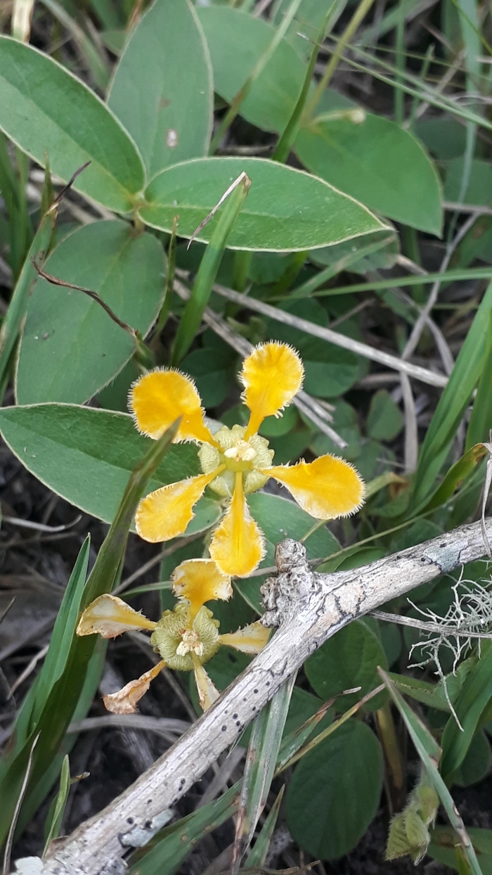 Aspicarpa pulchella