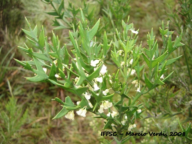 Colletia paradoxa