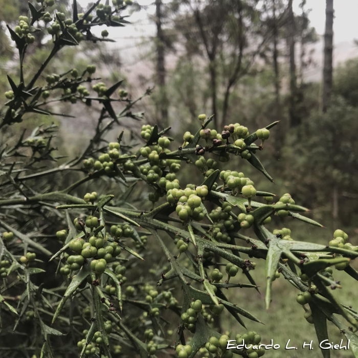 Colletia paradoxa