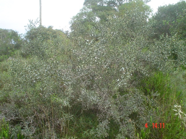 Colletia paradoxa