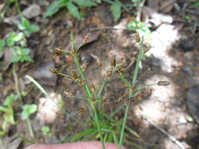 Fimbristylis dichotoma