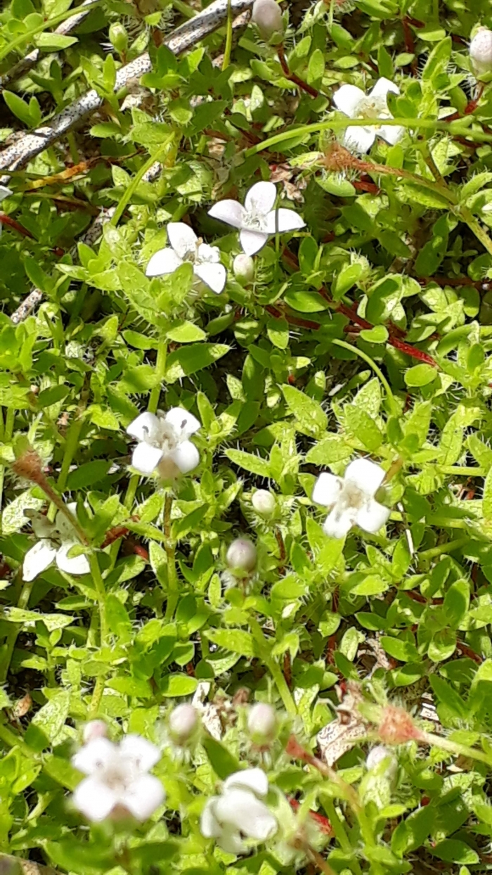 Oldenlandia salzmannii