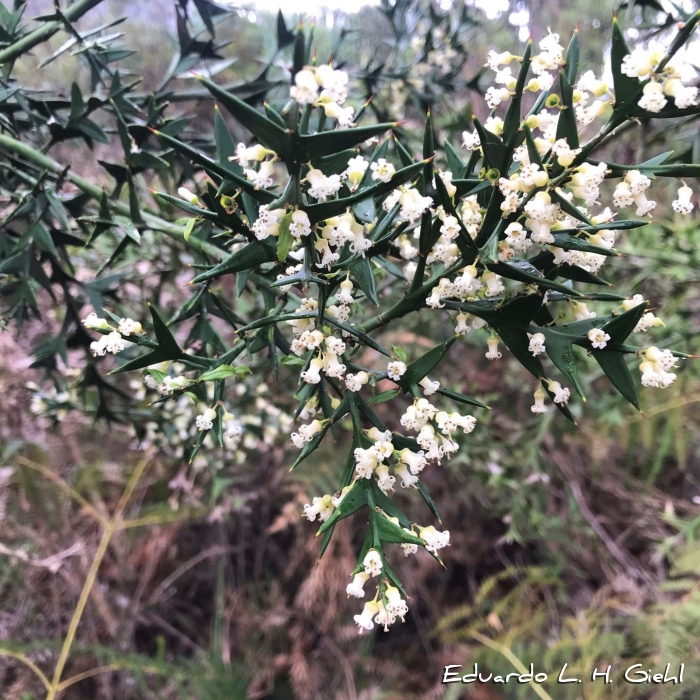 Colletia paradoxa