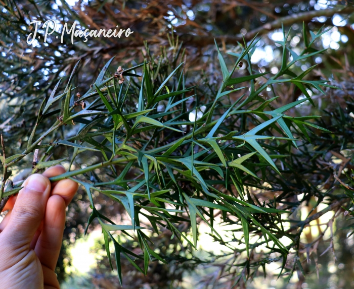 Colletia paradoxa