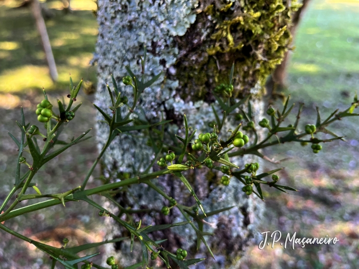 Colletia paradoxa