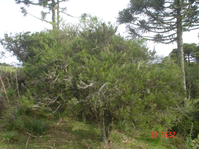 Colletia paradoxa