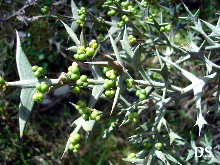 Colletia paradoxa