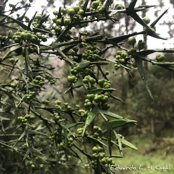 Colletia paradoxa