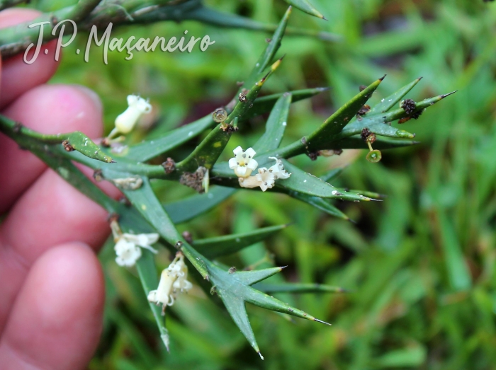 Colletia paradoxa