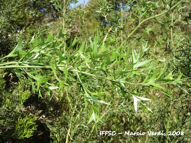 Colletia paradoxa