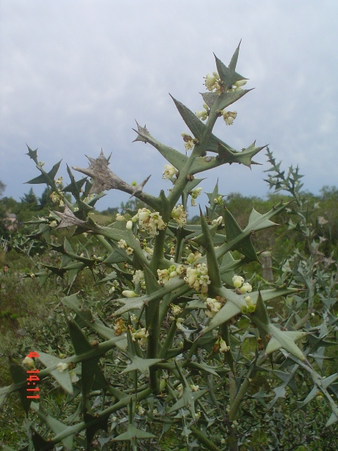 Colletia paradoxa