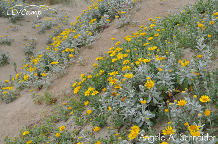 Senecio crassiflorus