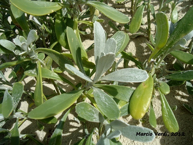 Senecio crassiflorus