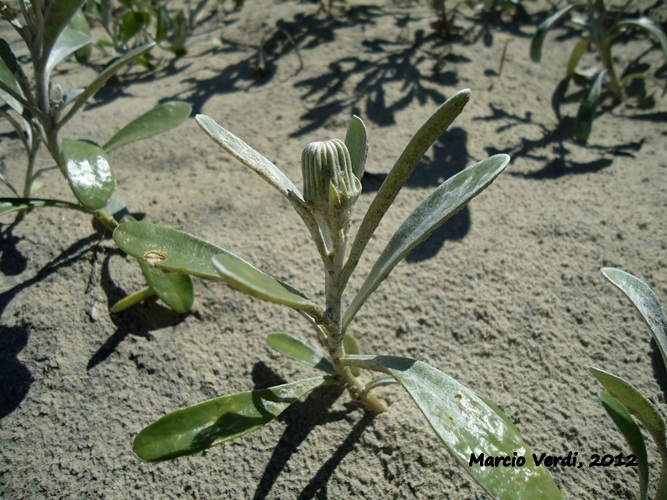 Senecio crassiflorus