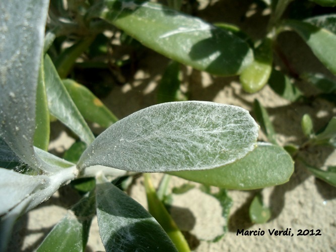 Senecio crassiflorus