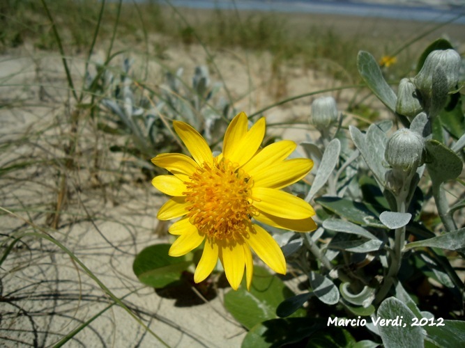 Senecio crassiflorus