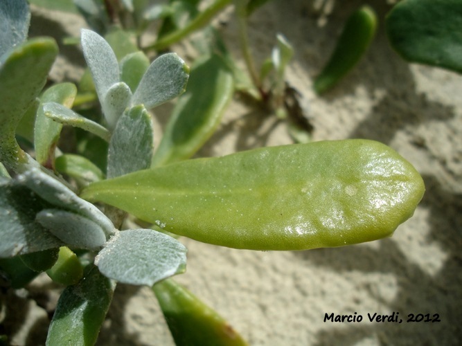 Senecio crassiflorus