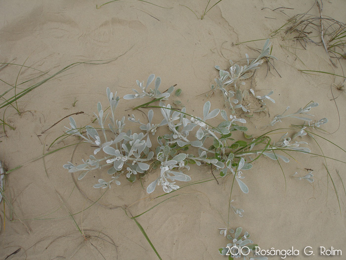 Senecio crassiflorus