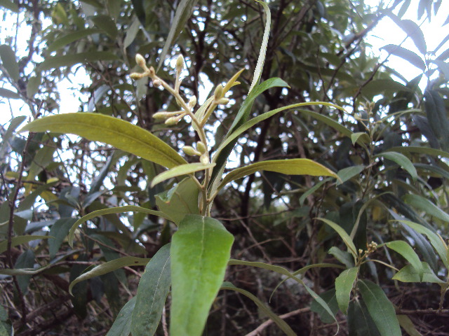 Gochnatia polymorpha