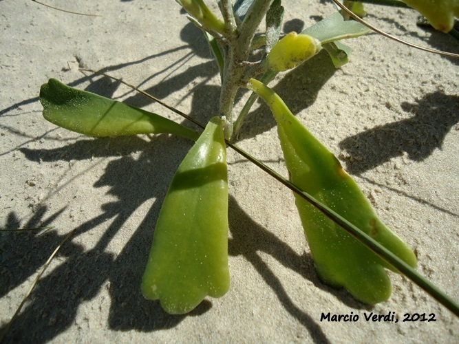 Senecio crassiflorus