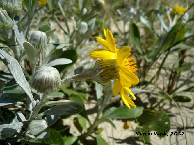 Senecio crassiflorus