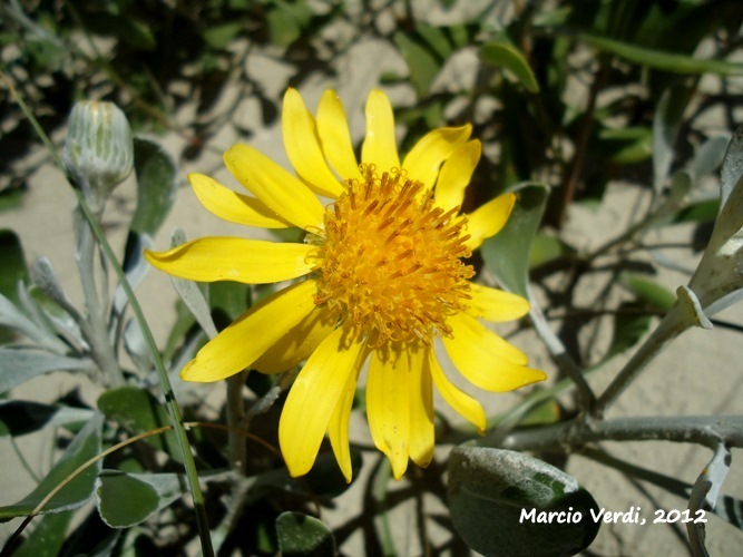 Senecio crassiflorus