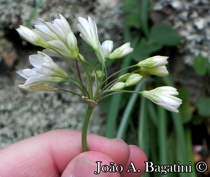 Nothoscordum gracile