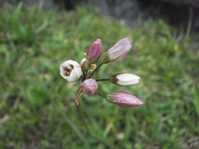 Nothoscordum gracile