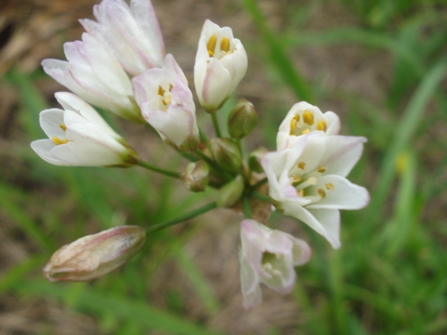 Nothoscordum gracile