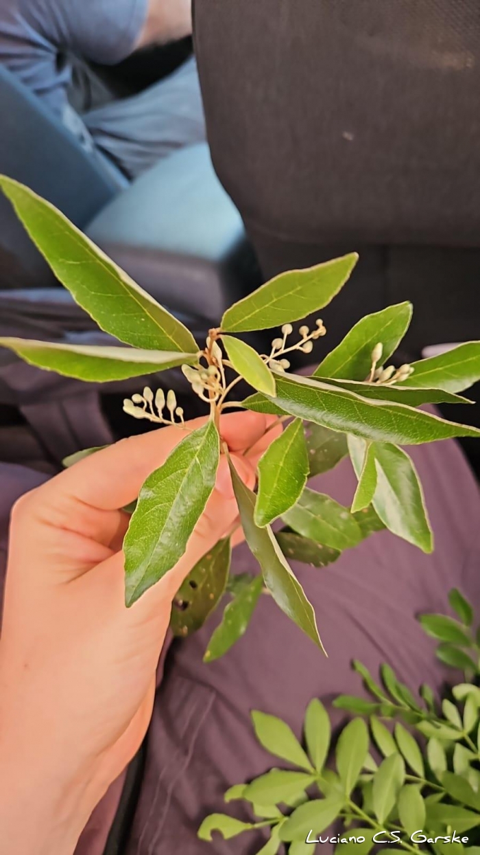 Gochnatia polymorpha