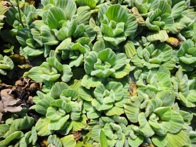 Pistia stratiotes